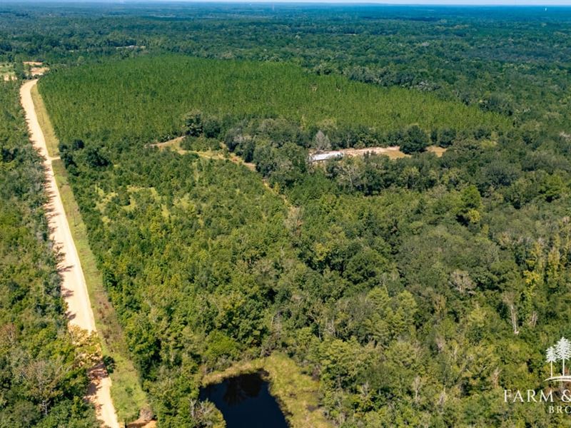 68.5 Ac Caryville Longleaf Farm : Caryville : Washington County : Florida