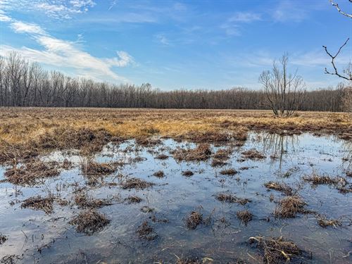 Mississippi Delta Ducks And Bucks : Lambert : Quitman County : Mississippi