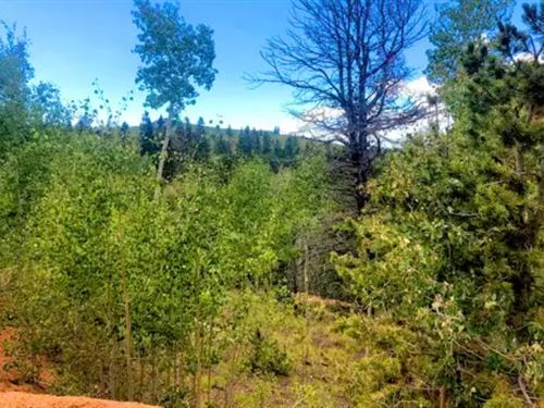 9.90 Acres Surrounded by Forest : Cripple Creek : Teller County : Colorado