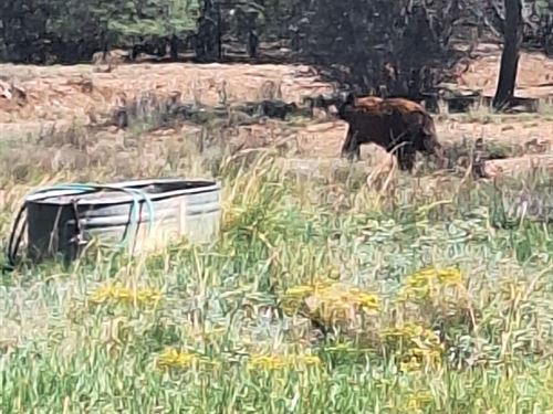 NL Hideaway : Silver City : Grant County : New Mexico