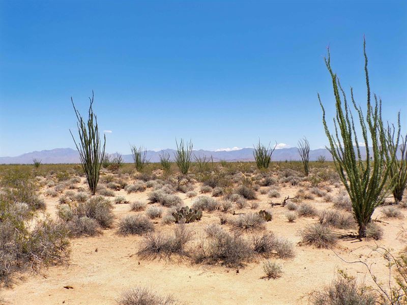 Own 5 Arizona Acres : Yucca : Mohave County : Arizona