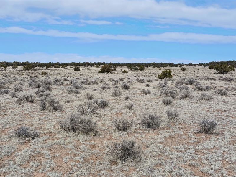 1.02 Acre Arizona High Desert Lot : Sanders : Apache County : Arizona