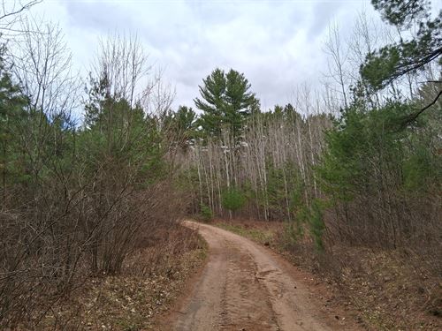 10 Acres Adjoins State Land : Tomahawk : Oneida County : Wisconsin