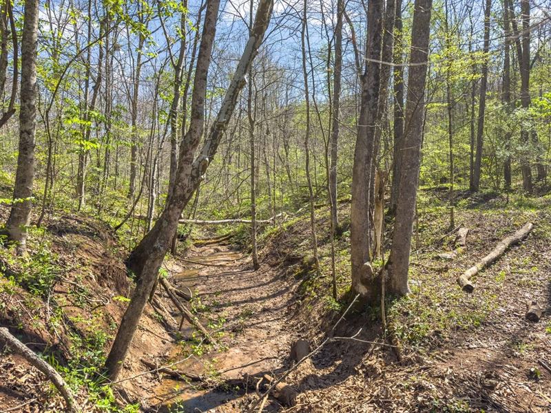 Pounds Rd, 24 Acres : Chesterhill : Morgan County : Ohio