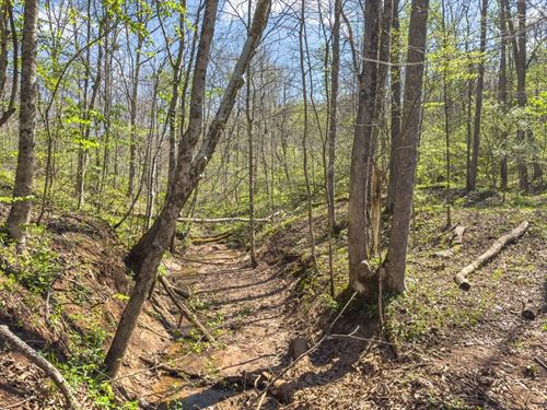 Pounds Rd, 24 Acres : Chesterhill : Morgan County : Ohio