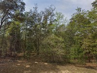 Mobile-Friendly Lot Near Lakes : Interlachen : Putnam County : Florida