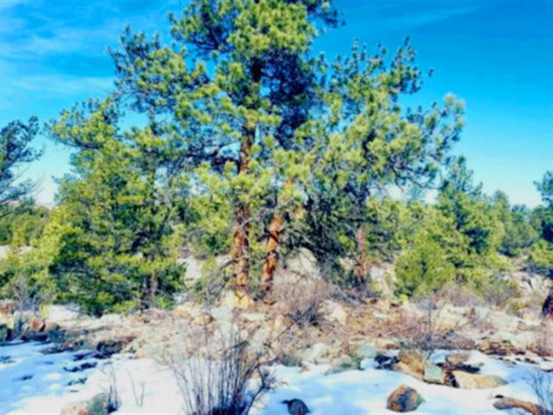 2.49 Acres Colorado Treed Land : Cotopaxi : Fremont County : Colorado