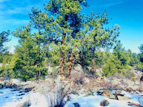 2.49 Acres Colorado Treed Land : Cotopaxi : Fremont County : Colorado