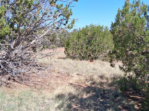 Rare Twin Lots Near Concho Shops : Concho : Apache County : Arizona