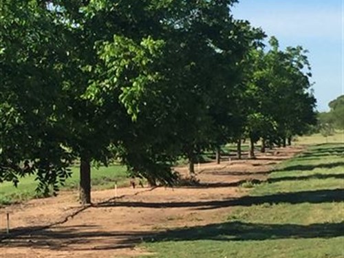 Family Farm with Pecan Trees : Falfurrias : Brooks County : Texas