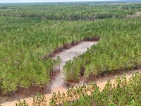 Tract 7 & 8, Penny Morris Road, Ba : Baxley : Appling County : Georgia