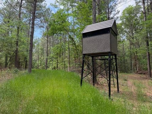 Hunting Land With a Camp on Saline : Winnfield : Winn Parish : Louisiana