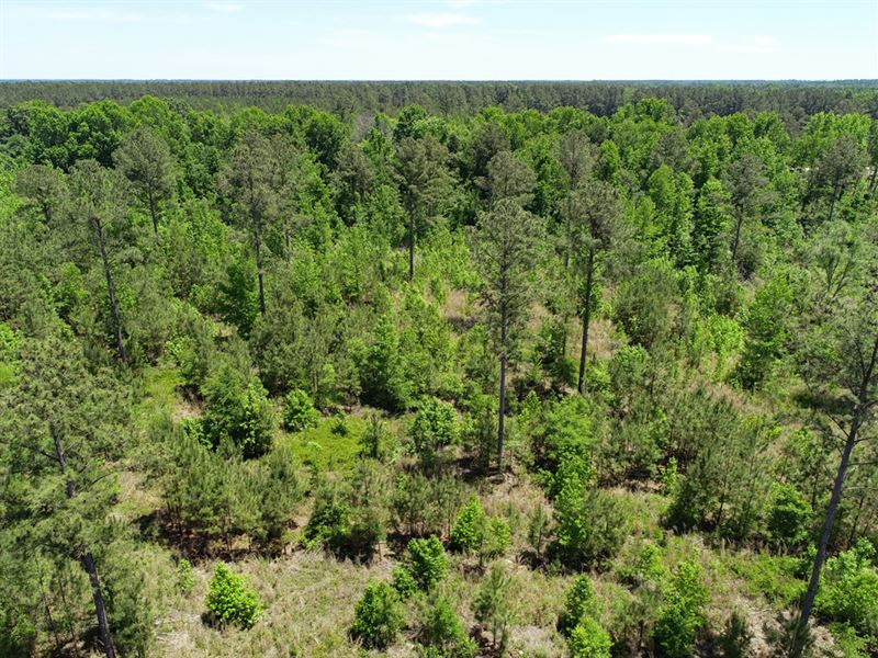 34.2 Acres Wooded-Burke Co, Georgia : Sardis : Burke County : Georgia