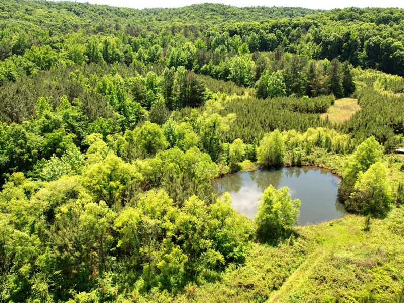 Lawrence Co Homesite, 2 Acres Co : Mount Hope : Lawrence County : Alabama