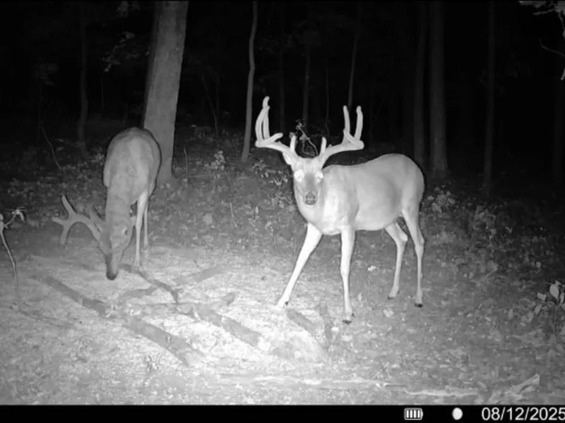 LA Recreation & Timber Property Joi : Winnfield : Winn Parish : Louisiana