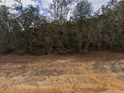 Wooded North Florida Homesite : Interlachen : Putnam County : Florida