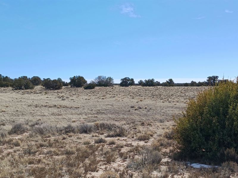 Apache County Desert Sanctuary : Sanders : Apache County : Arizona