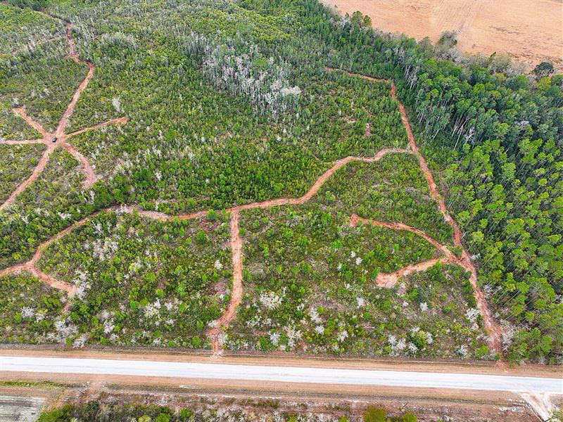40 Ac Land for Sale in Pierce Co : Patterson : Pierce County : Georgia