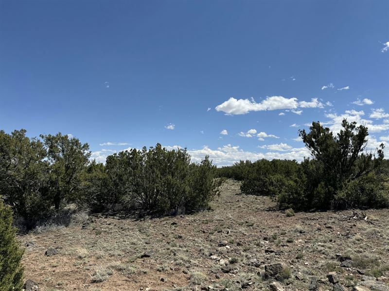 High Desert Sanctuary in Apache AZ : Apache : Apache County : Arizona