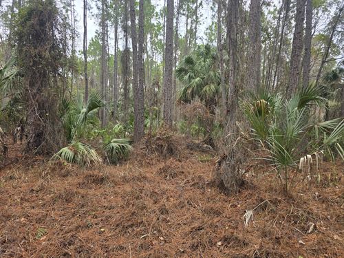 .23 Acre Forest Sanctuary : Georgetown : Putnam County : Florida