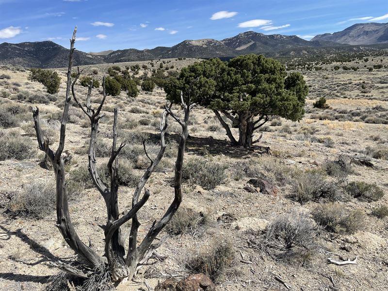 20 Acres in The Foothills : Montello : Elko County : Nevada