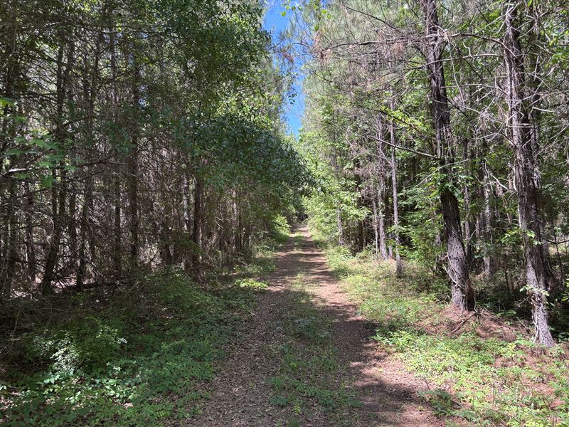 Dry Creek 81 Acre Tract : Millry : Washington County : Alabama