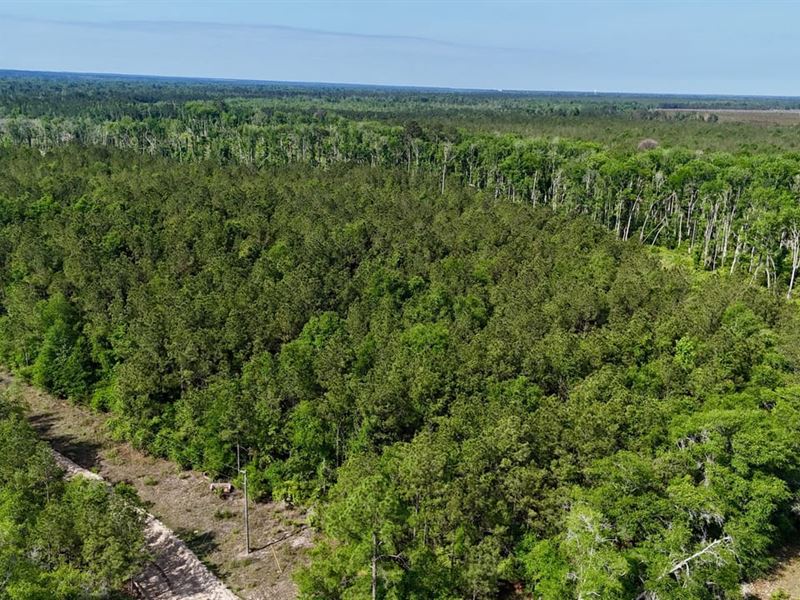 10 Acre Timber Opportunity on Tillm : Lumber City : Wheeler County : Georgia