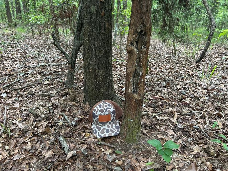 182.62 Acres in Coffee County, AL : New Brockton : Coffee County : Alabama