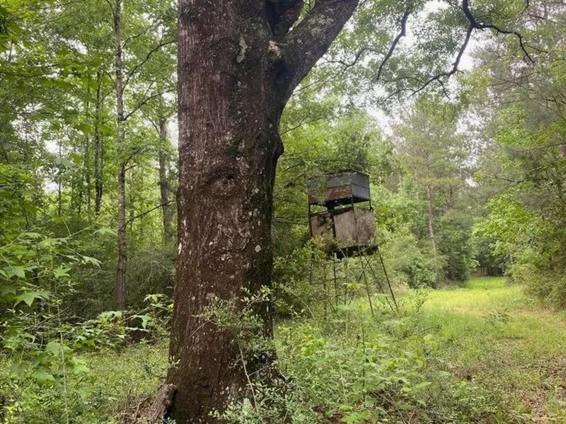 Hunting Timber Paradise Amite Count : Gloster : Amite County : Mississippi