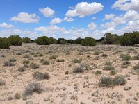 Land for Your Future Homestead : Saint Johns : Apache County : Arizona