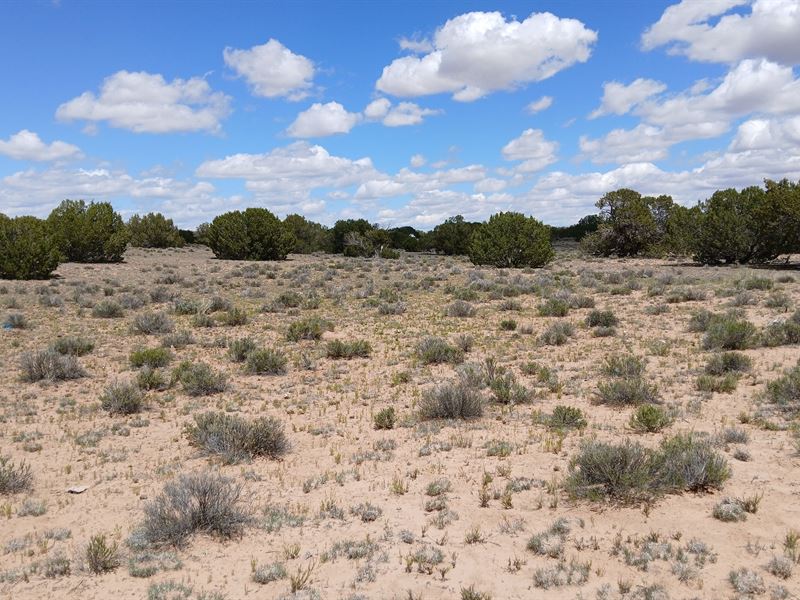 Land for Your Future Homestead : Saint Johns : Apache County : Arizona