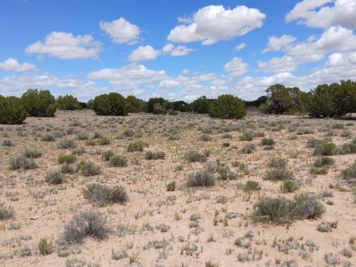 Land for Your Future Homestead : Saint Johns : Apache County : Arizona