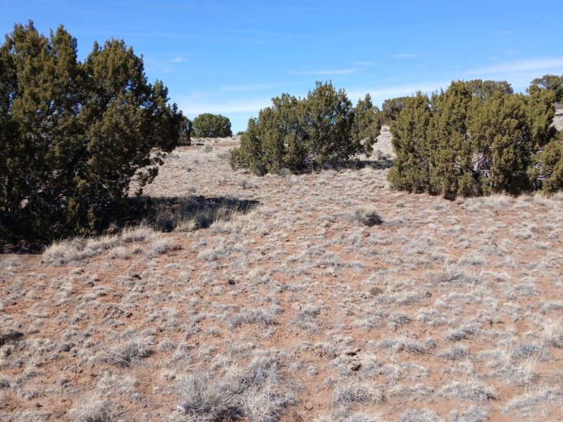 Weekend Camping Escape : Concho : Apache County : Arizona