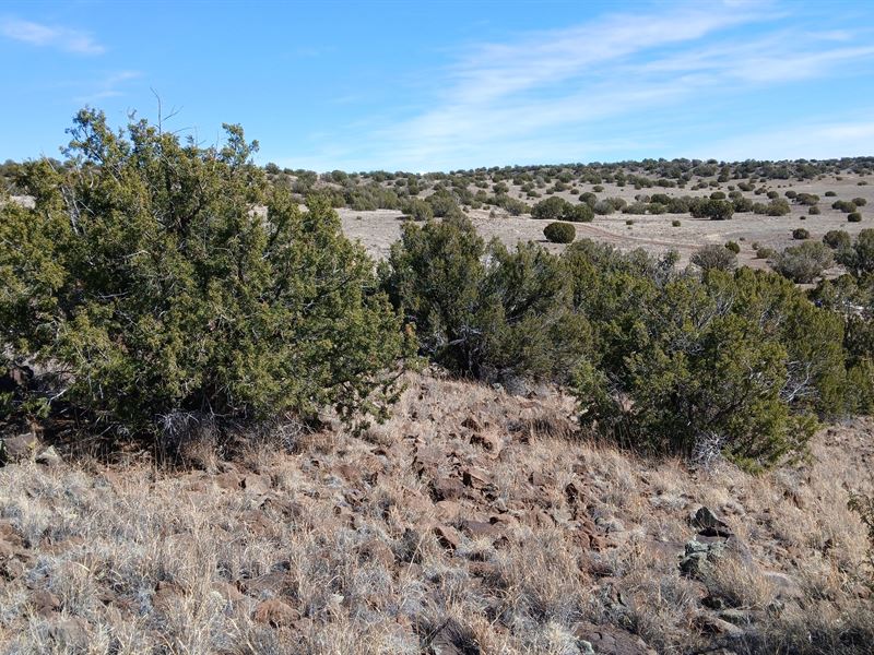Own Your Dream Garden Space : Concho : Apache County : Arizona