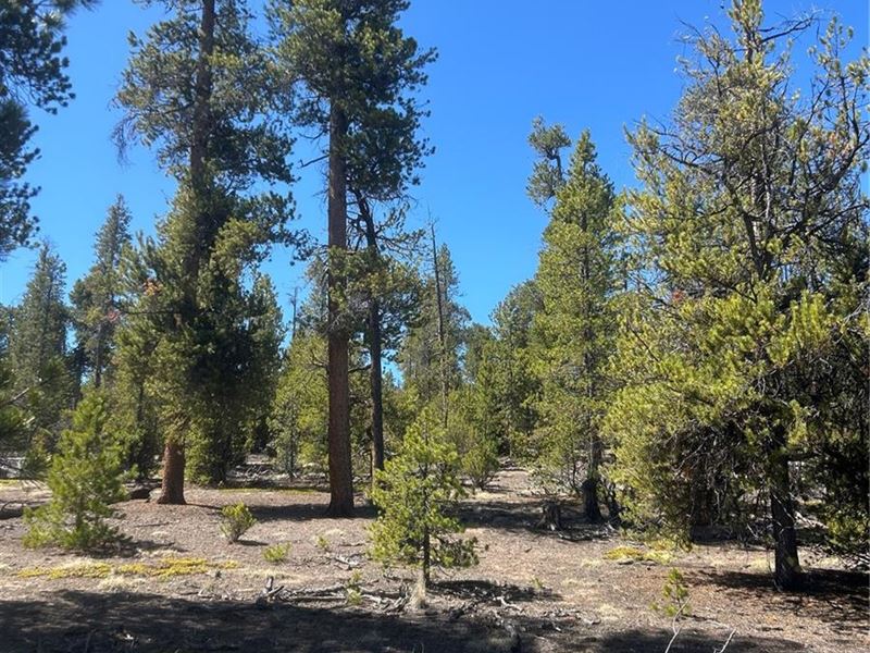 .31 Acres : Leadville : Lake County : Colorado