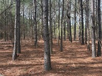 5 Ac. Homesite Cleared & Wooded : Keysville : Burke County : Georgia