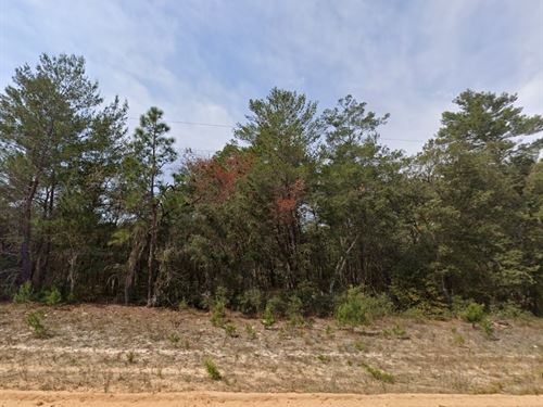 Private Wooded Escape in FL : Interlachen : Putnam County : Florida