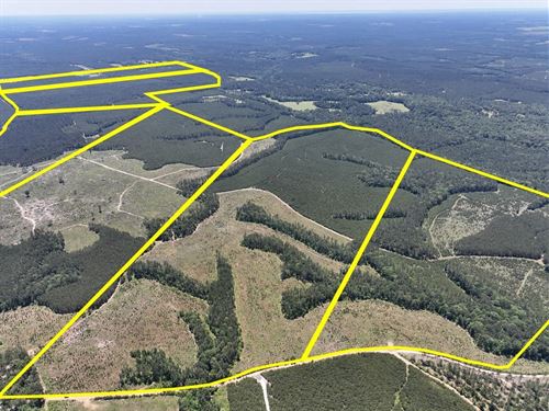 174 Acres, Union Springs Road : Corrigan : Polk County : Texas