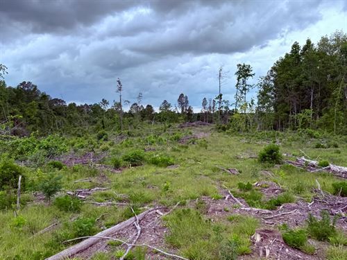 25 Acres in Winston County, MS : Preston : Winston County : Mississippi