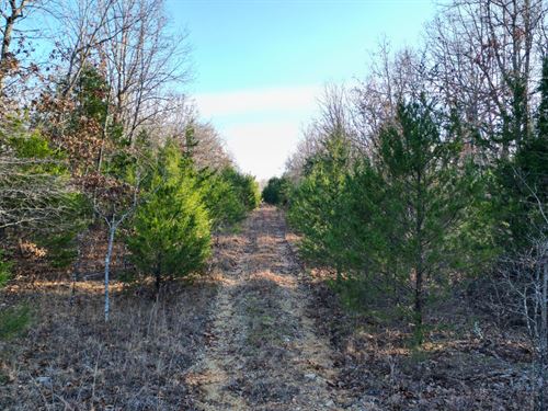 Nearly an Acre in The Ozarks : Horseshoe Bend : Izard County : Arkansas
