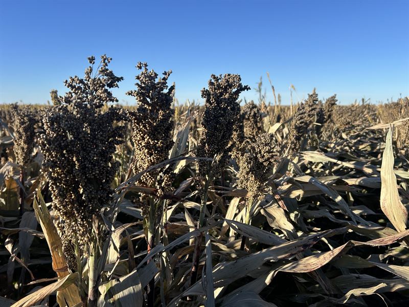 Rush County Cropland and Hunting : Alexander : Rush County : Kansas