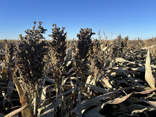 Rush County Cropland And Hunting : Alexander : Rush County : Kansas