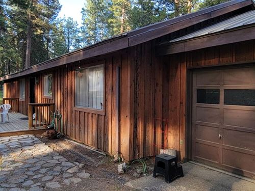 Beautiful Towering Pines : Klamath Falls : Klamath County : Oregon