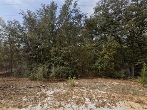 .22 Acre Florida Forest Sanctuary : Interlachen : Putnam County : Florida