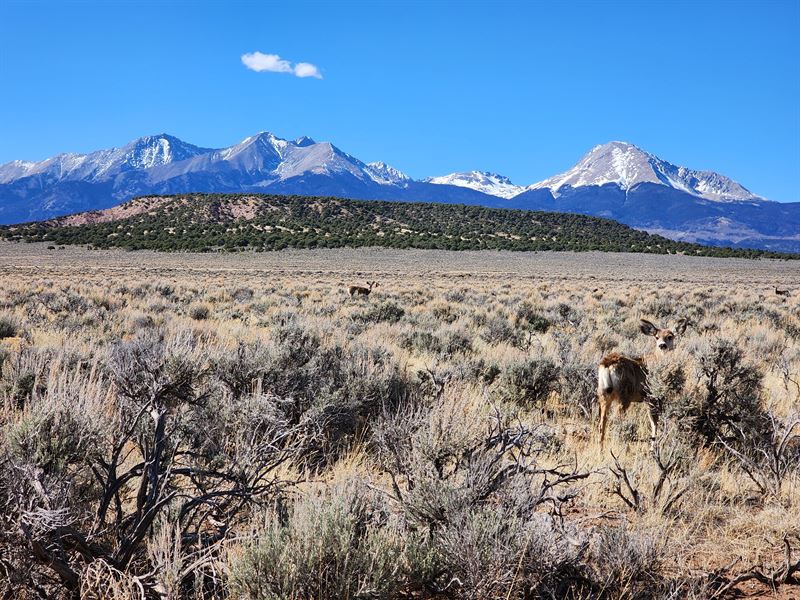 Sangre Cristo, 4.73 Acres, $258 Dn : Fort Garland : Costilla County : Colorado