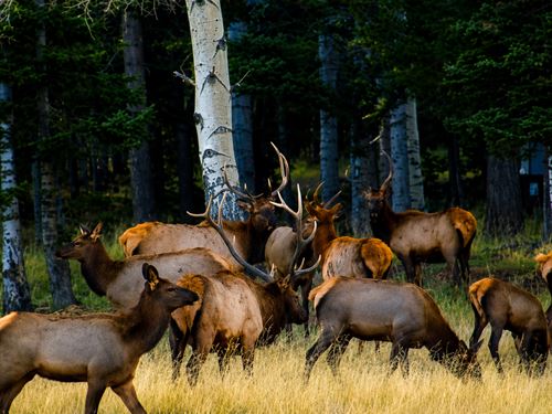 Forbes Park, Power, Elk & Pond : Fort Garland : Costilla County : Colorado