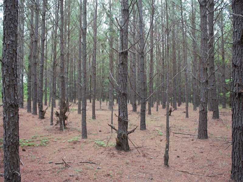 Homesite with Dirt Rd. Frontage : Cadwell : Laurens County : Georgia
