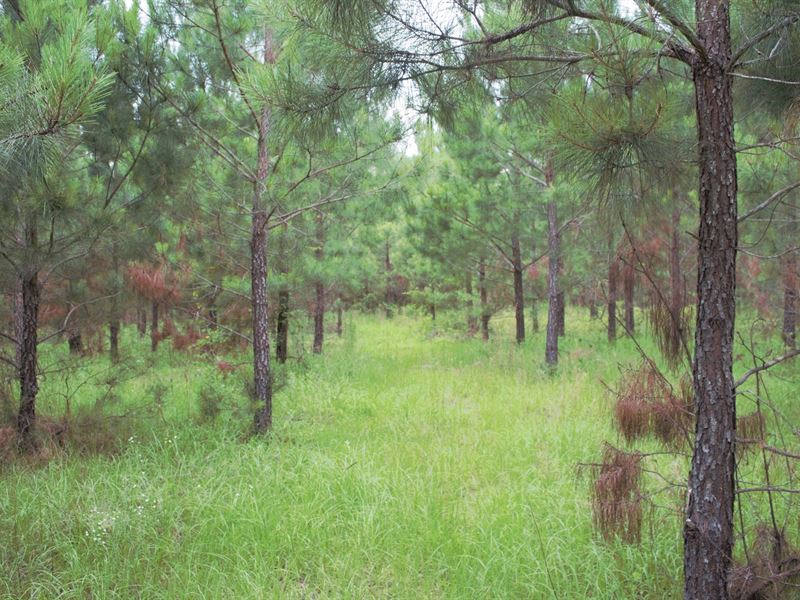 Quiet Country Homesite with Hunting : Cadwell : Laurens County : Georgia