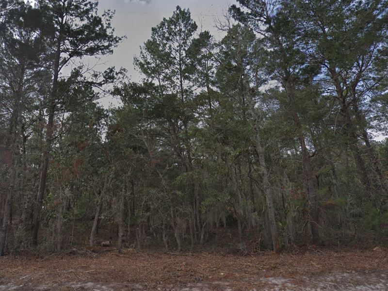 Affordable Florida Land Near Lakes : Interlachen : Putnam County : Florida