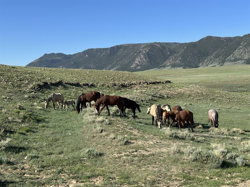 Silver Sage Run : Laramie : Albany County : Wyoming